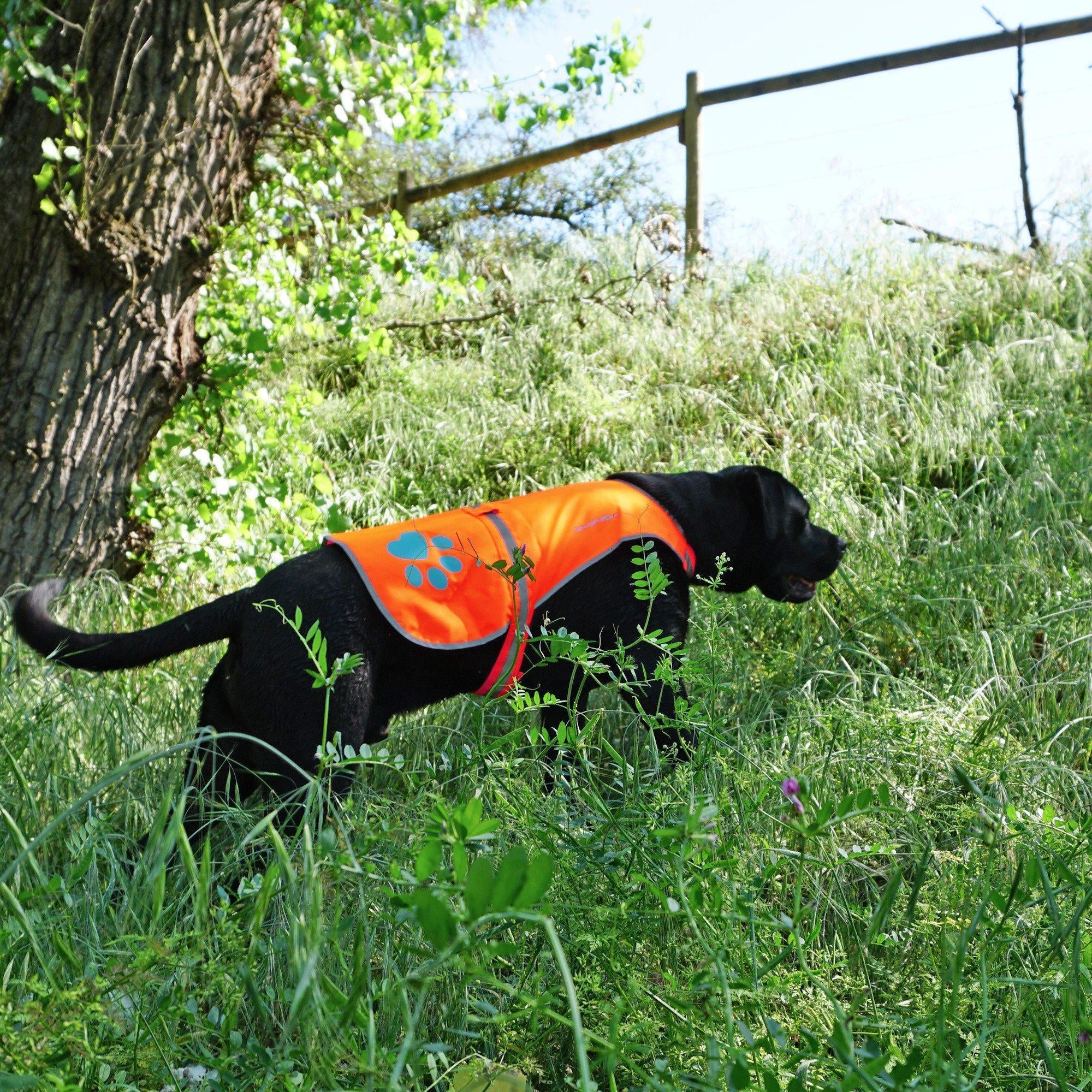 Reflective Dog Vest Hi-Vis XL Size 42 in Chest X 21.75 in Neck Orange