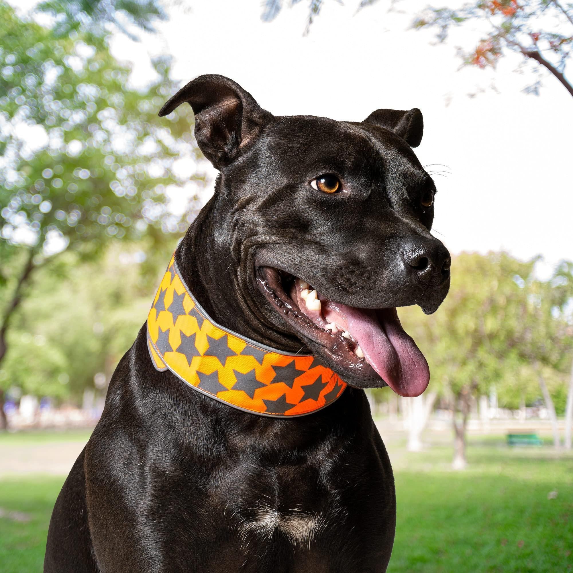 Reflective Dog Collar XL Size Adjustable Blaze Orange
