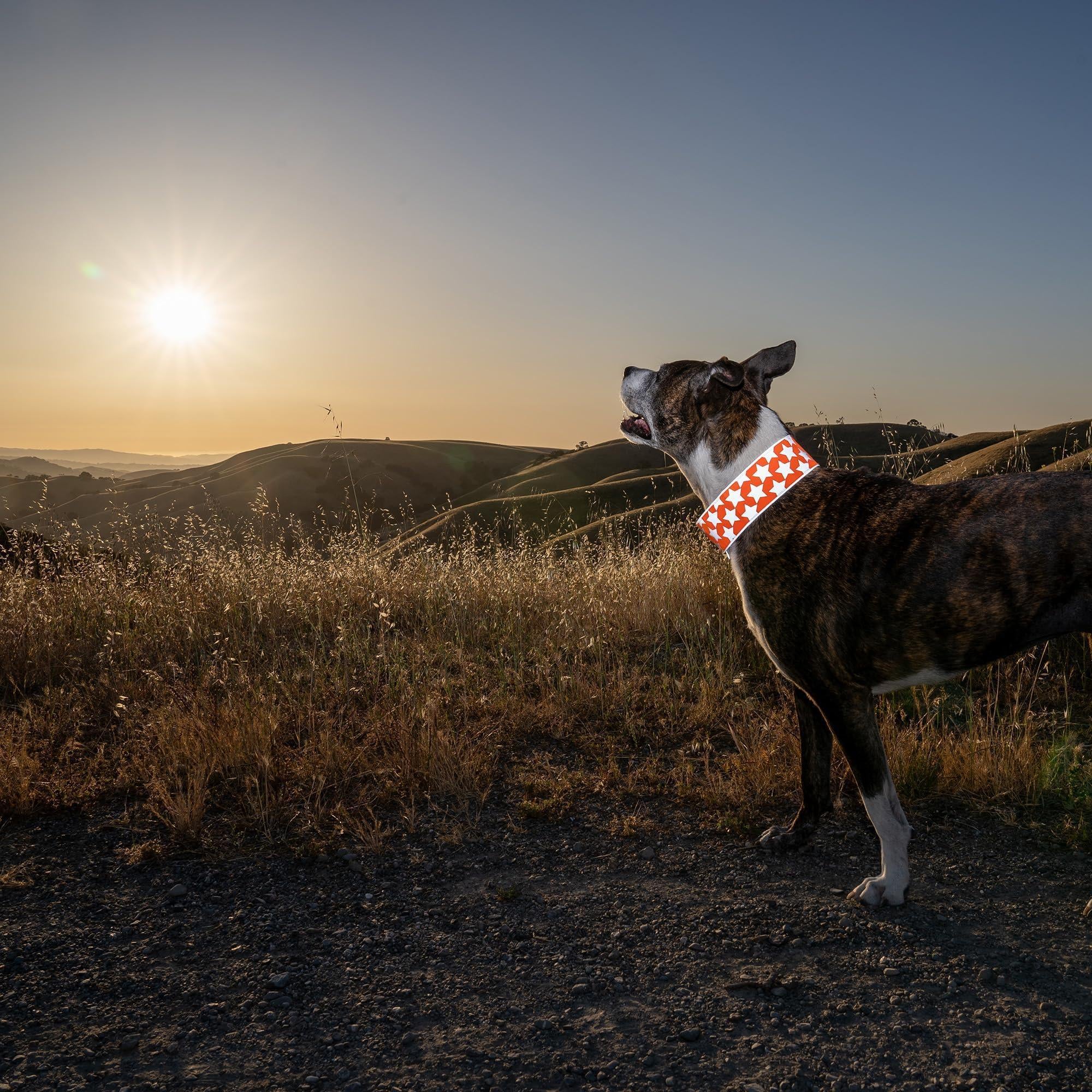 Reflective Dog Collar XL Size Adjustable Blaze Orange
