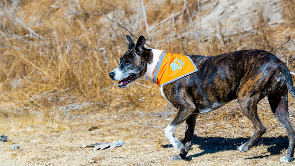 Reflective Dog Bandana Hi-Vis M Size 19 in Chest X 19 in Neck Orange