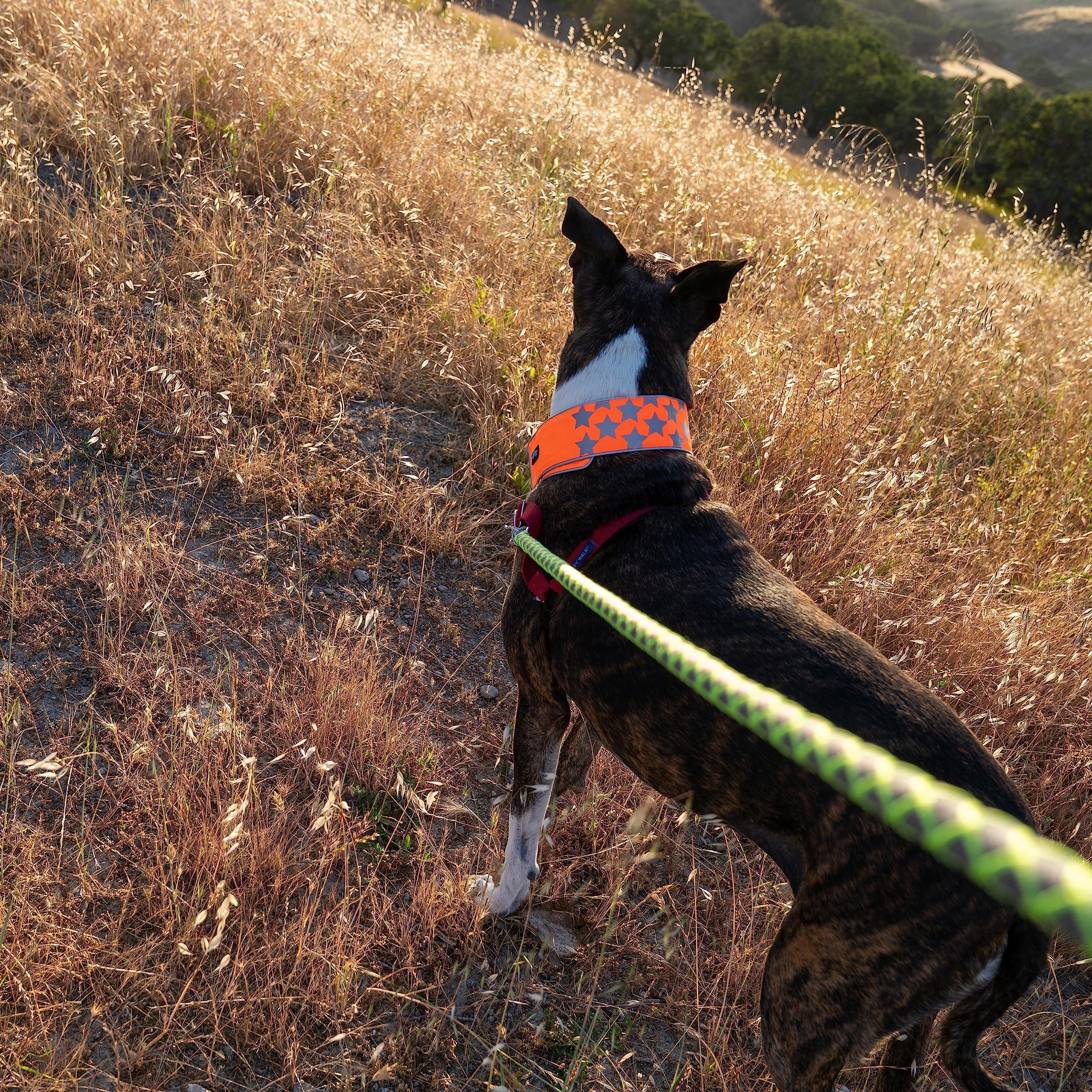 Reflective Dog Collar XL Size Adjustable Blaze Orange
