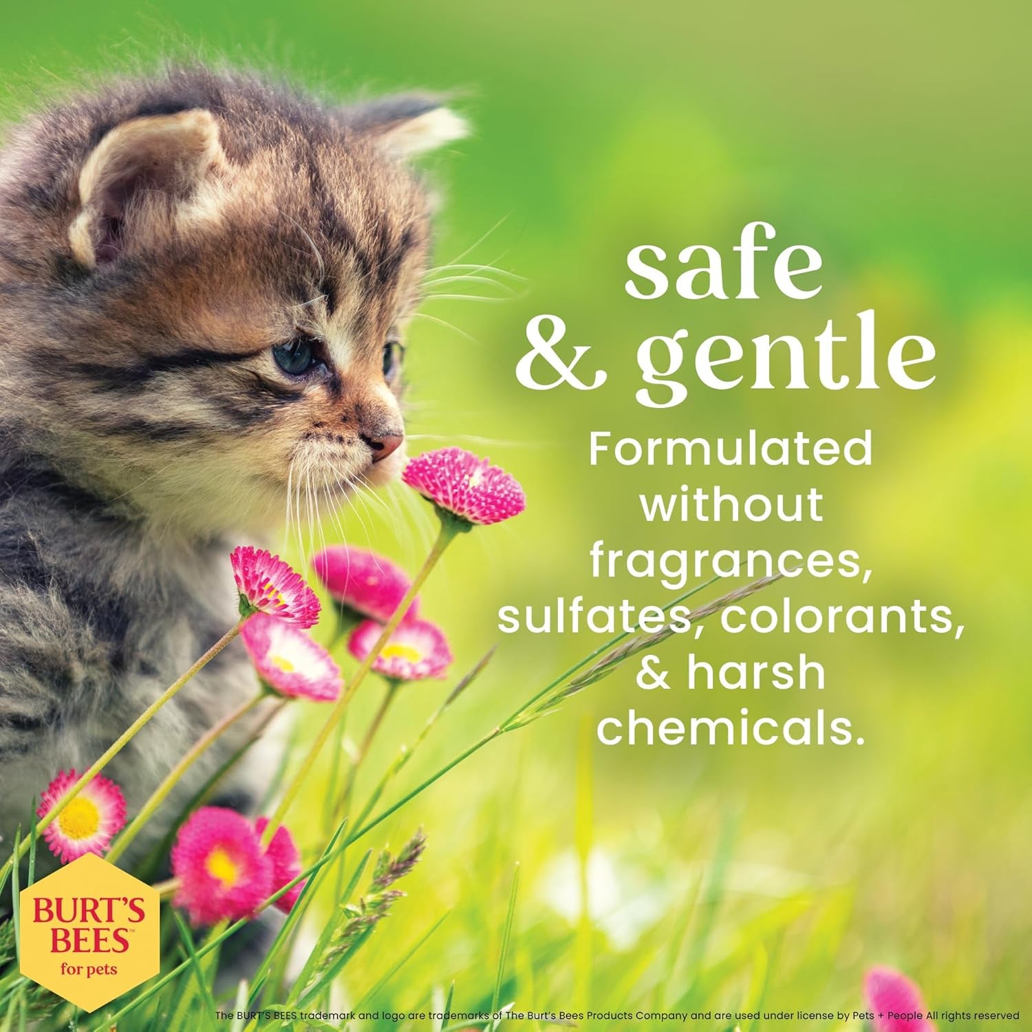 Burts Bees for Pets Tearless Kitten Shampoo with Buttermilk, 10 Fl Oz | 99% Natural Origin Formula for Sensitive, Itchy Skin; Ph-Balanced and Fragrance-Free for Kittens