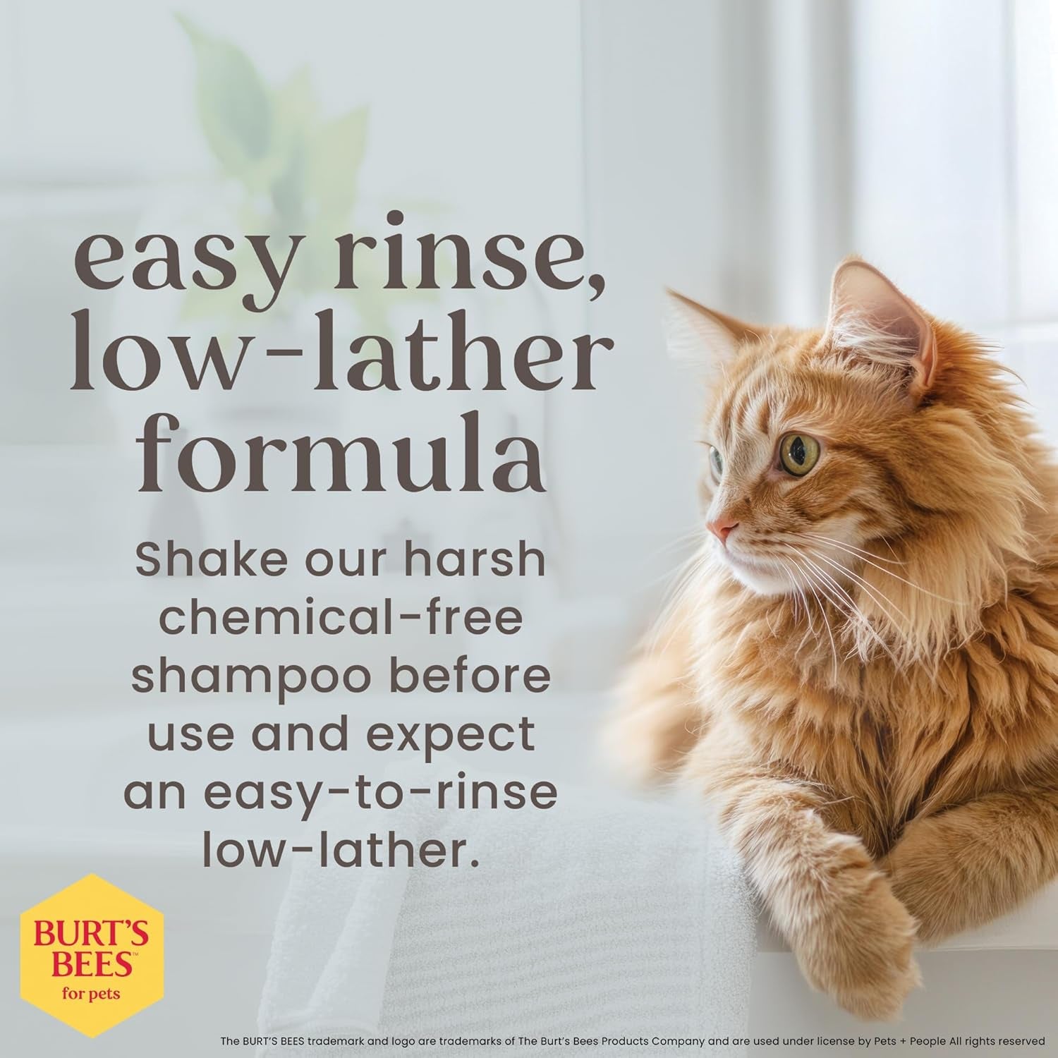 Burts Bees for Pets Tearless Kitten Shampoo with Buttermilk, 10 Fl Oz | 99% Natural Origin Formula for Sensitive, Itchy Skin; Ph-Balanced and Fragrance-Free for Kittens