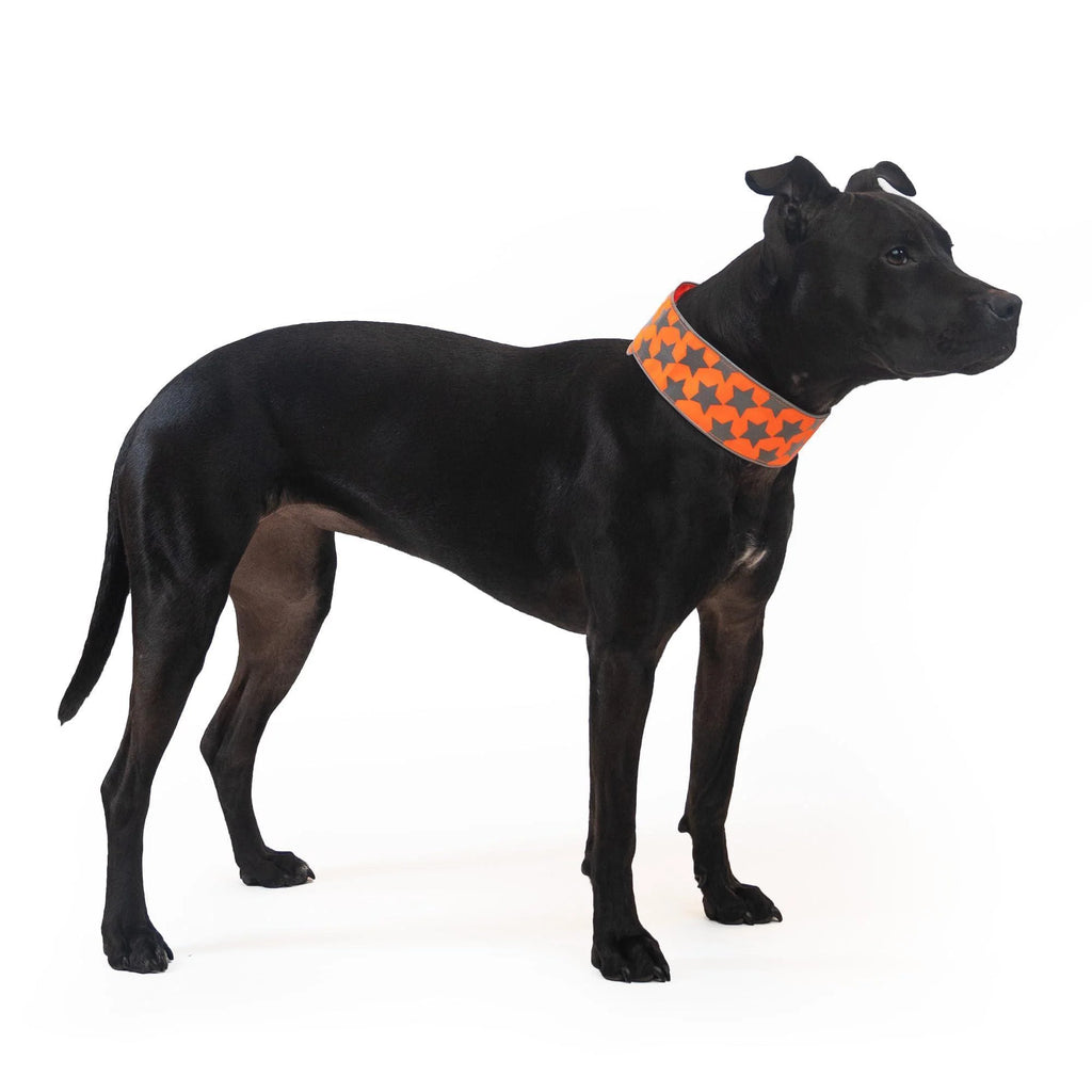 Reflective Dog Collar XL Size Adjustable Blaze Orange