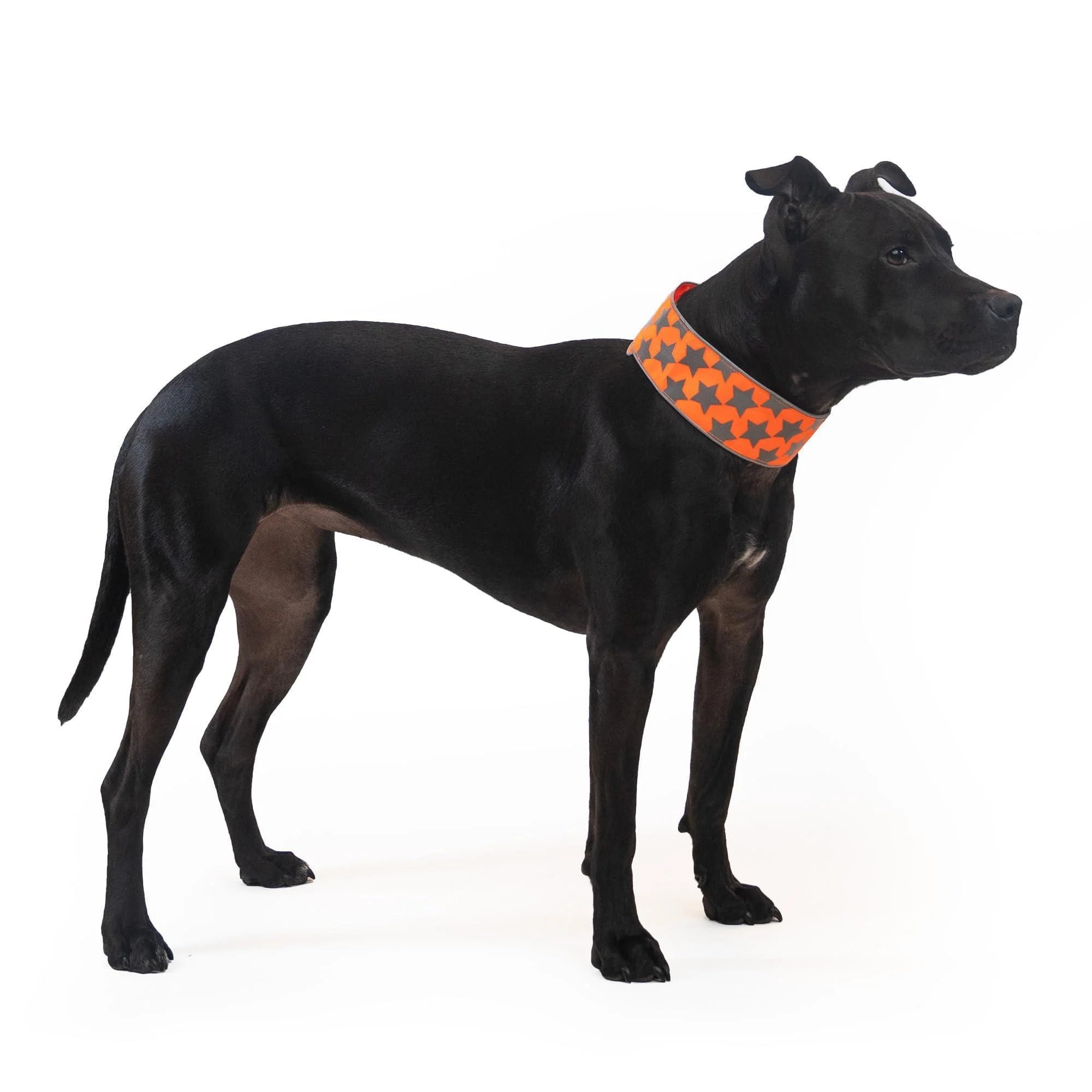 Reflective Dog Collar XL Size Adjustable Blaze Orange