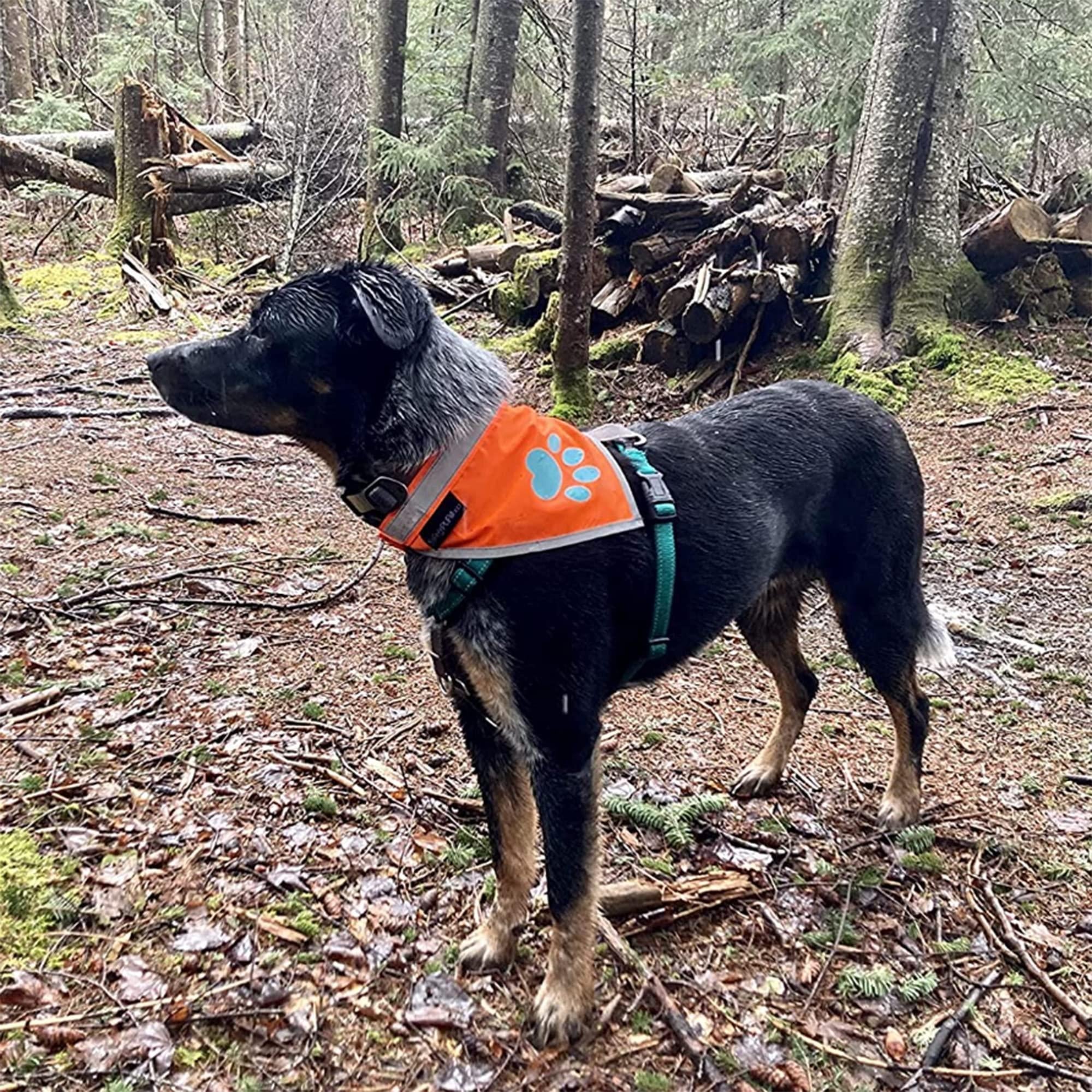 Reflective Dog Bandana Hi-Vis L Size 23 in Neck Orange