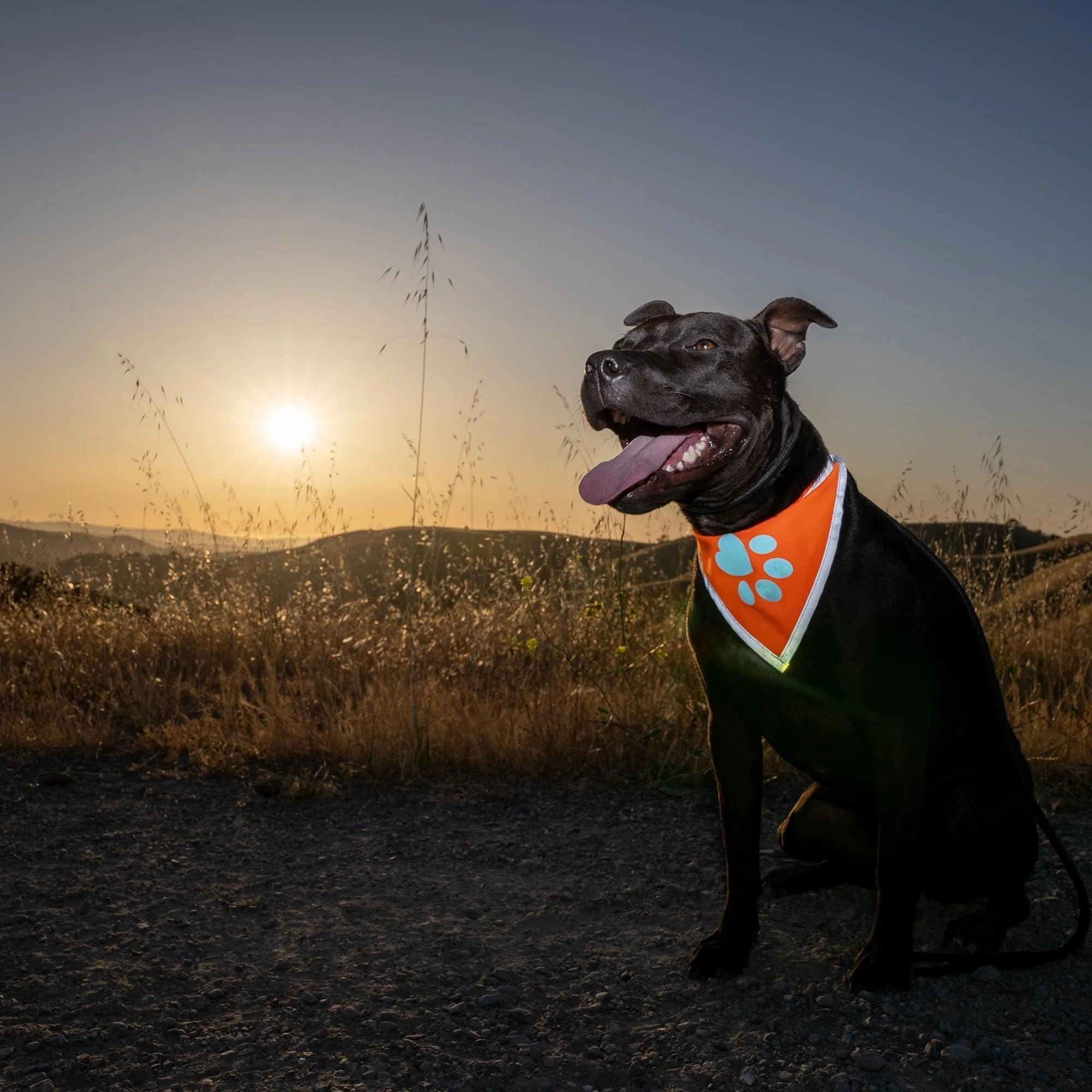 Reflective Dog Bandana Hi-Vis M Size 19 in Chest X 19 in Neck Orange
